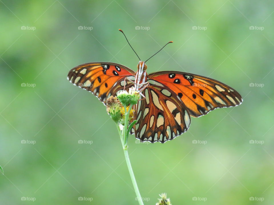 gulf fritillary