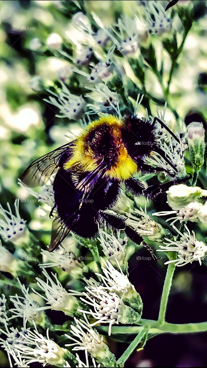 bumble bee on flower