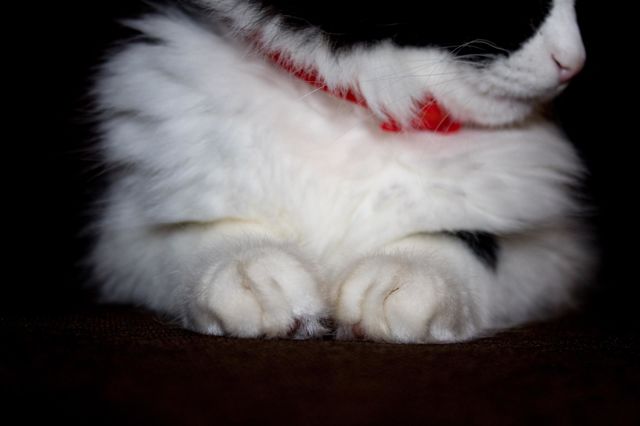 Cat's paws