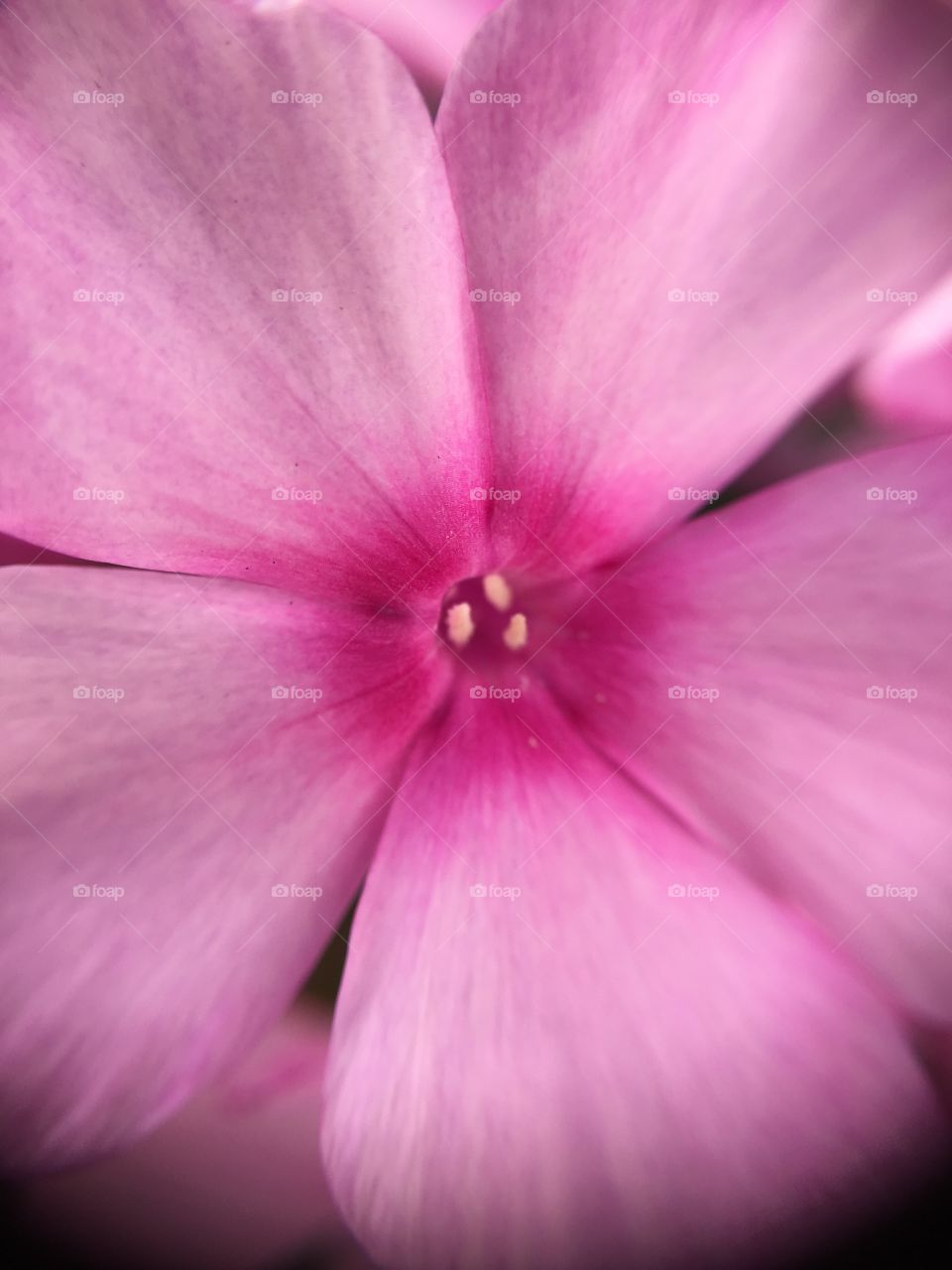 Closeup of pink flower 