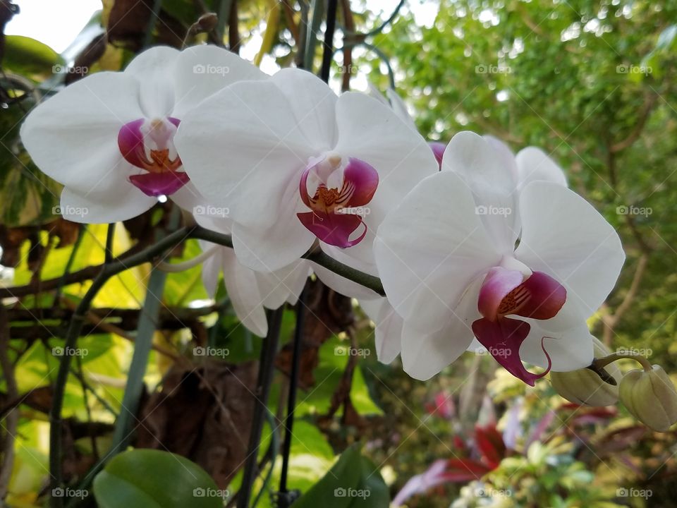 Dad's Orchids in the Garden 5