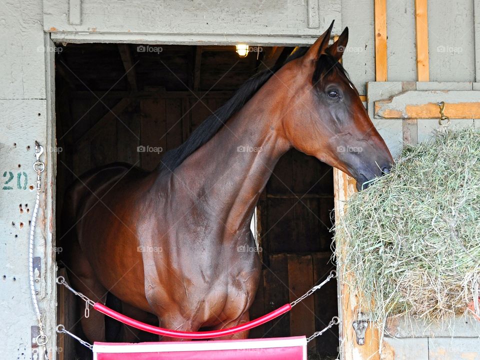 Tall Horse. Giant size racehorse in his stall on the backstretch of Horse Haven, Saratoga. Posing for a photo next to his feed. 