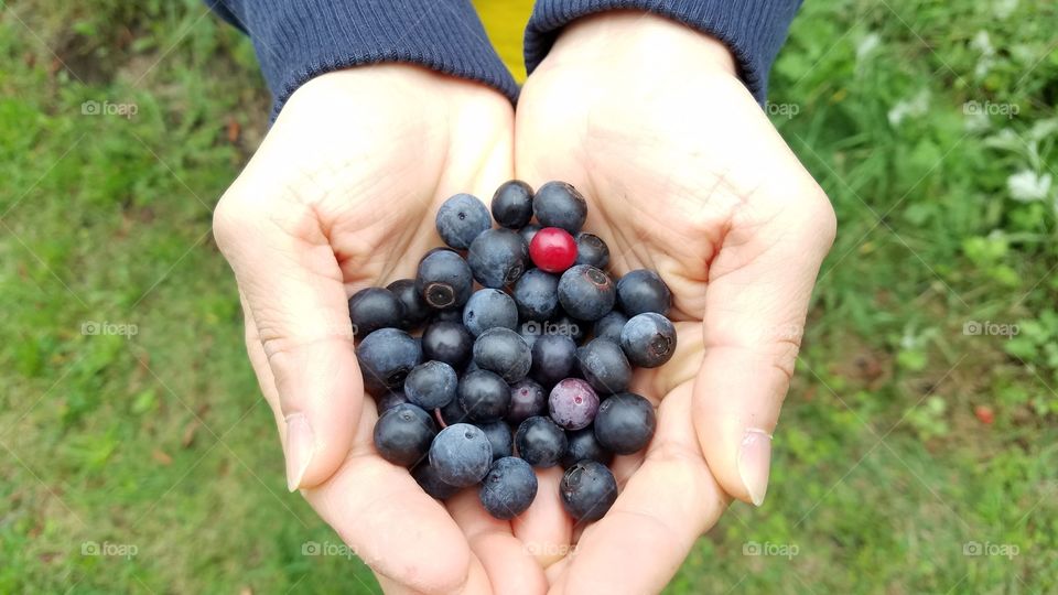 Holding blueberries