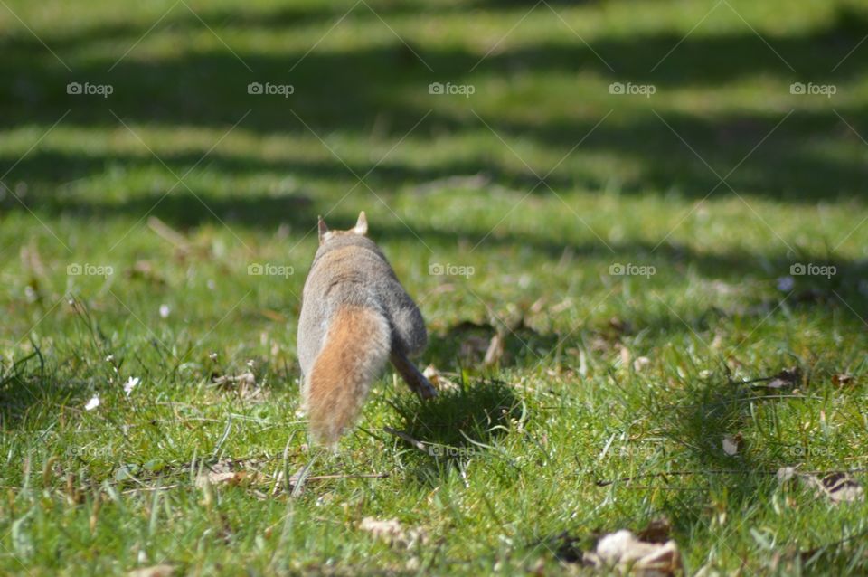 Squirrel on the run