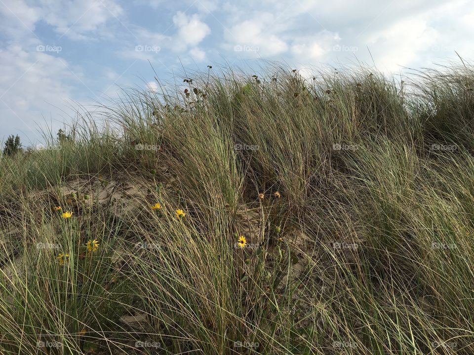 Wind in the grass at Indiana dunes