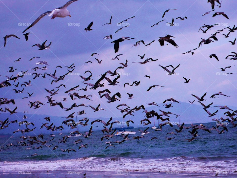 Pelicans and Seagulls at St Barbara