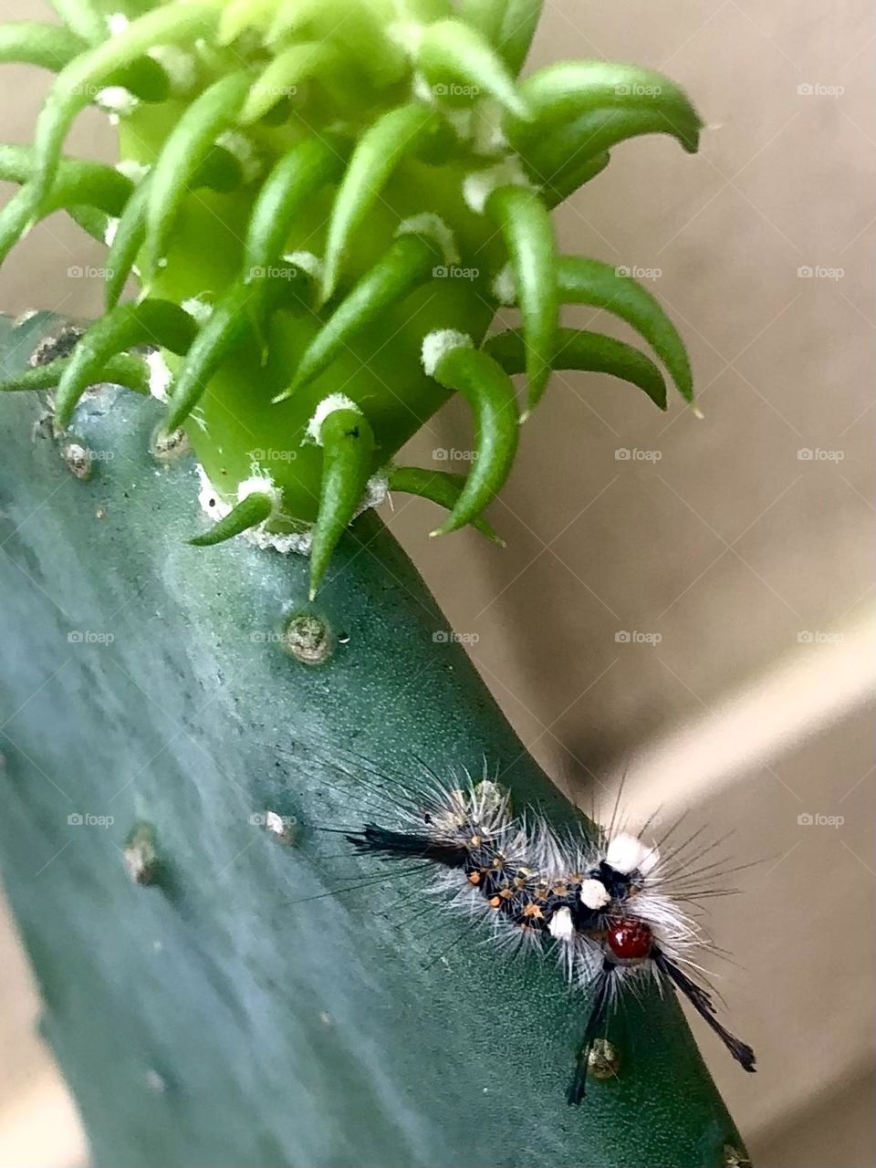 Closeup of little caterpillar on a cactus with a new sprout. Love him and loved all the colors!