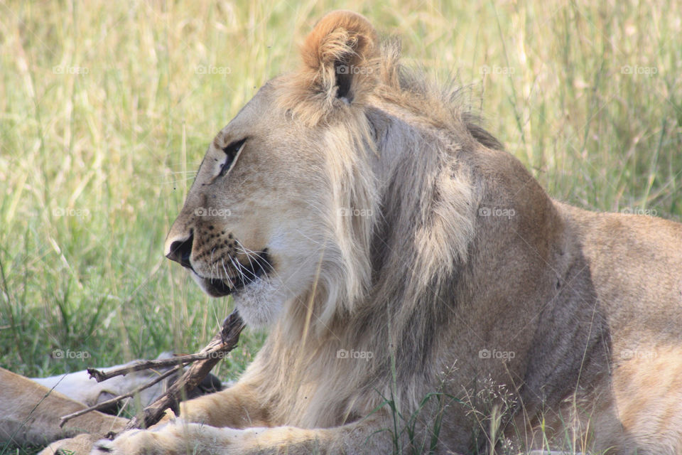 masai mara. kenya. africa face lion stick by twickers