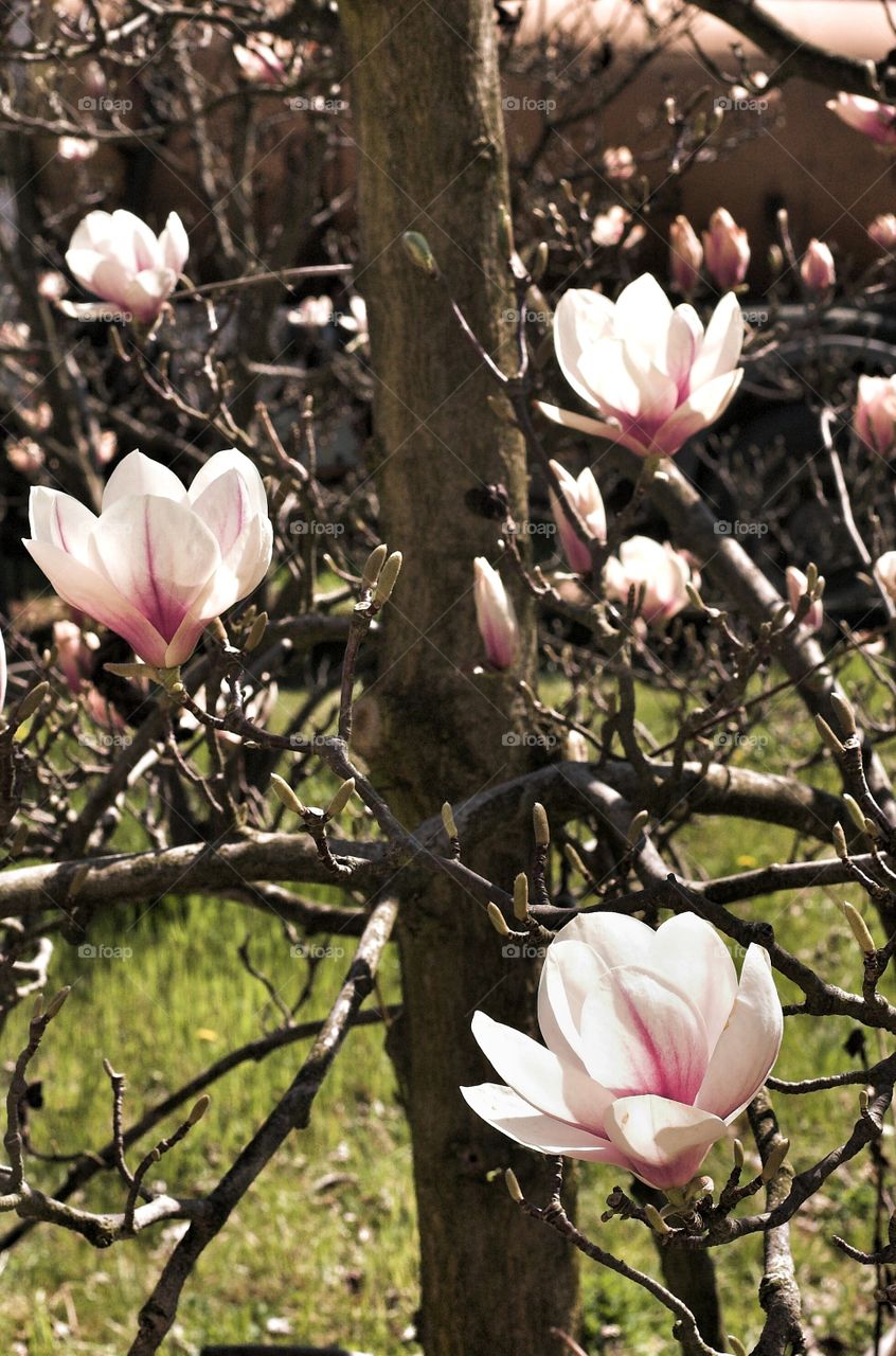 Flower, Nature, Flora, Magnolia, Leaf