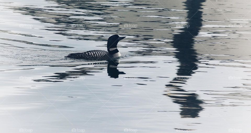 Common Loon