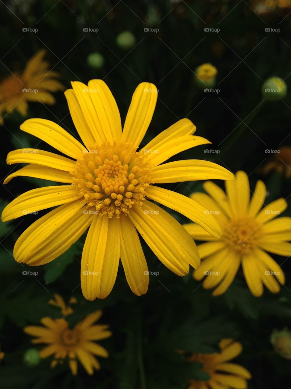 Happy daisy 