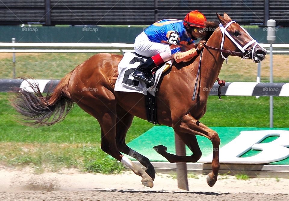 Gambling Geraldine. Beautiful chestnut filly Gambling Geraldine, wins her first start for John Velasquez and Todd Pletcher at Belmont park. 