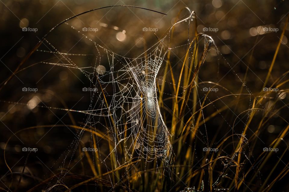 Spider house and Bokeh