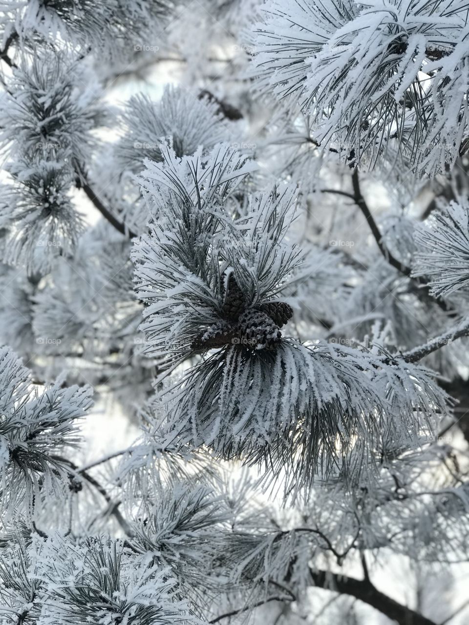 Frosted pinecone cluster