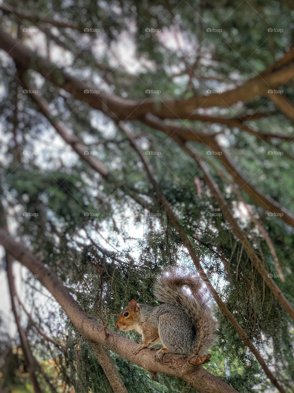 Squirrel on the pine tree.