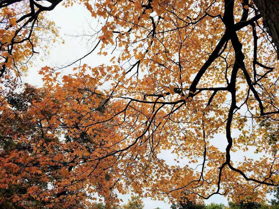 golden leaves contrast against black branches and a white sky