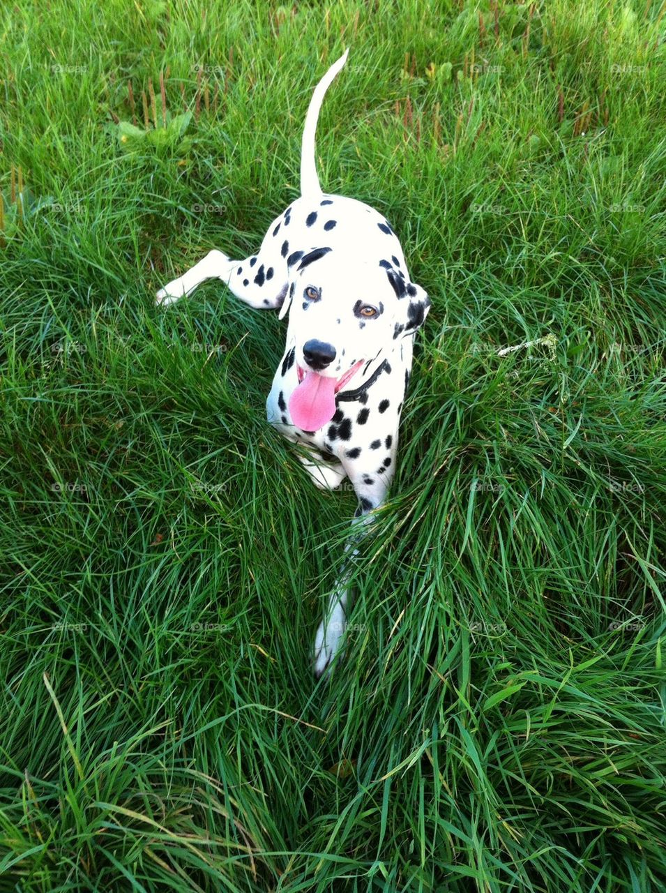 Dalmatian playing