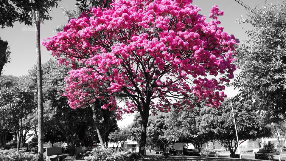 Uma linda árvore em primavera. Cores naturais do Ipê, com fundo preto e branco.