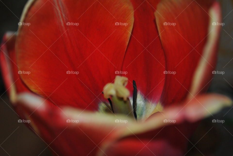 The Tulip flower