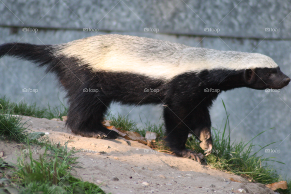 zoo badger honey badger by leonbritton123