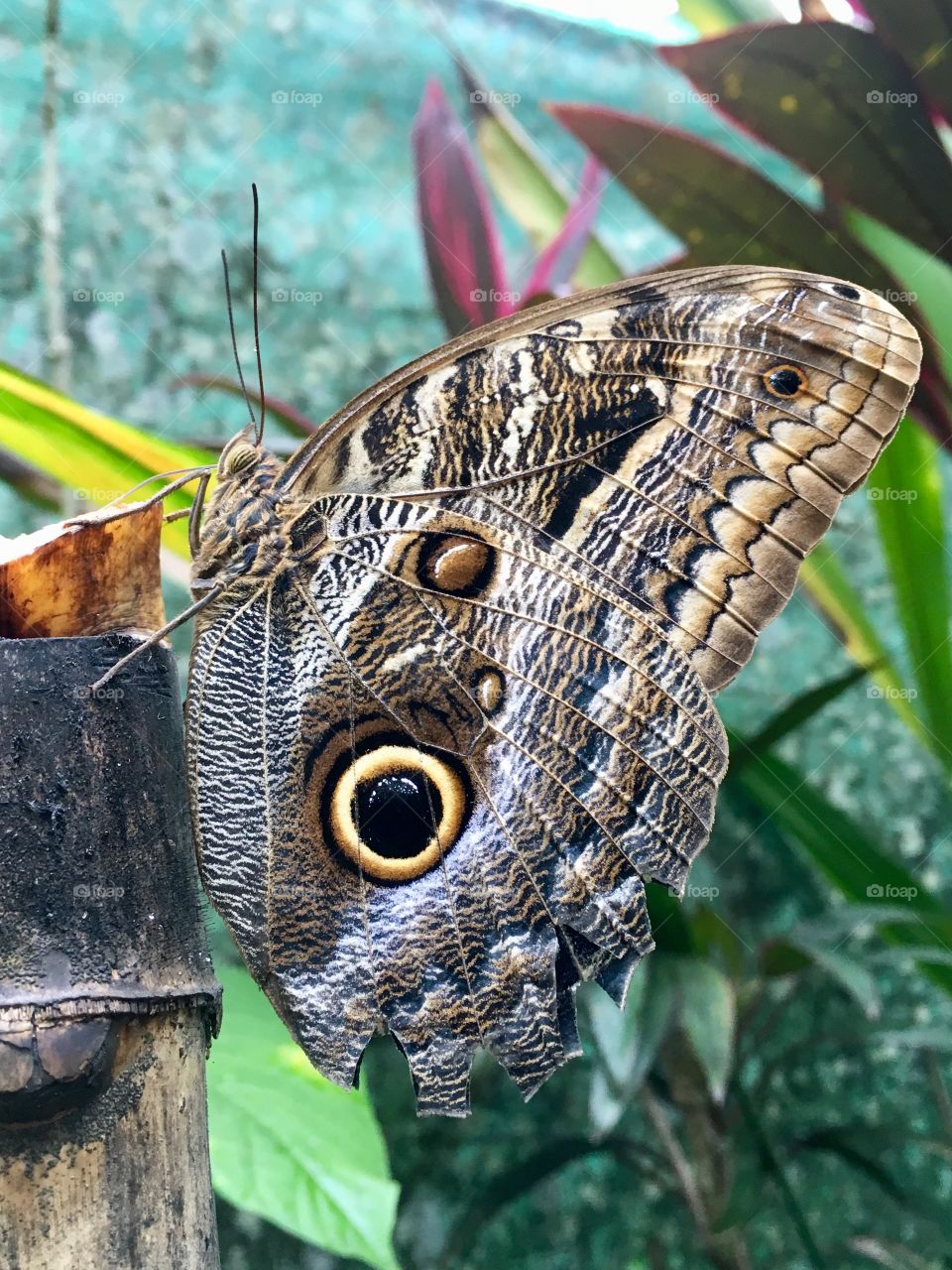 French guyana, butterfly at insect muséum