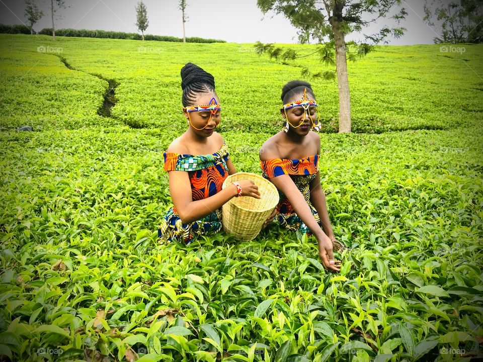 Two young African ladies plucking tea wearing African traditional clothes