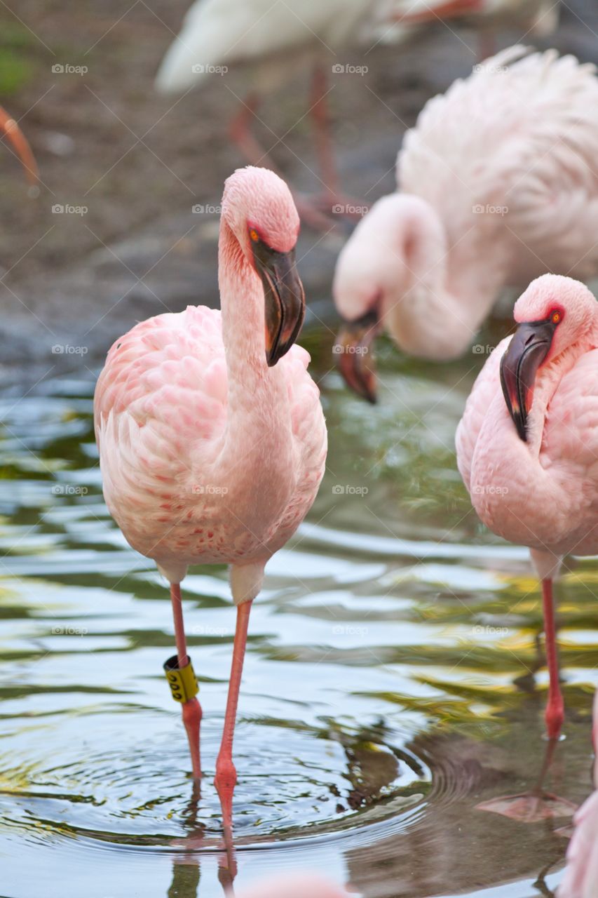 Flamingos