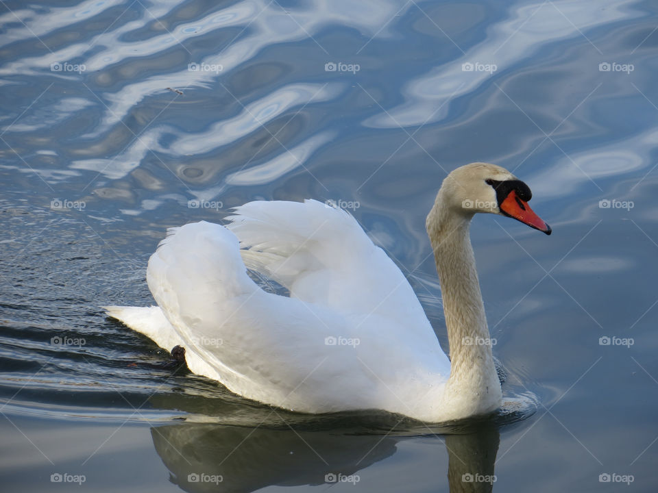 Swan, Bird, No Person, Water, Lake