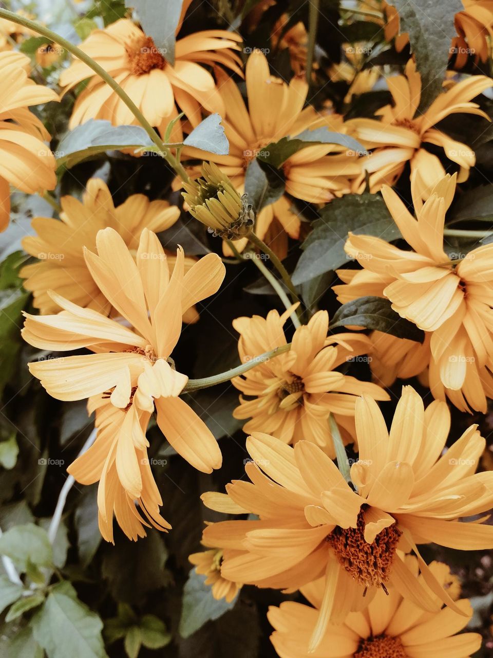 Yellow flowers in the garden closeup view