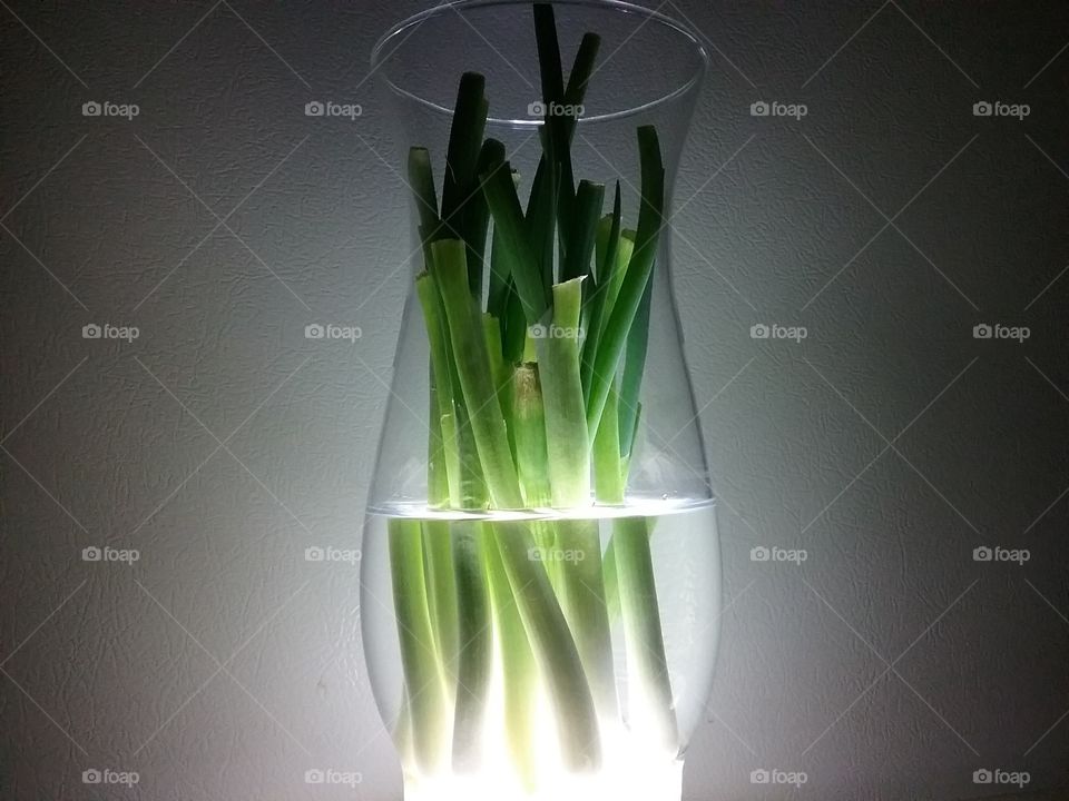 Green onion in vase, illuminated from below.