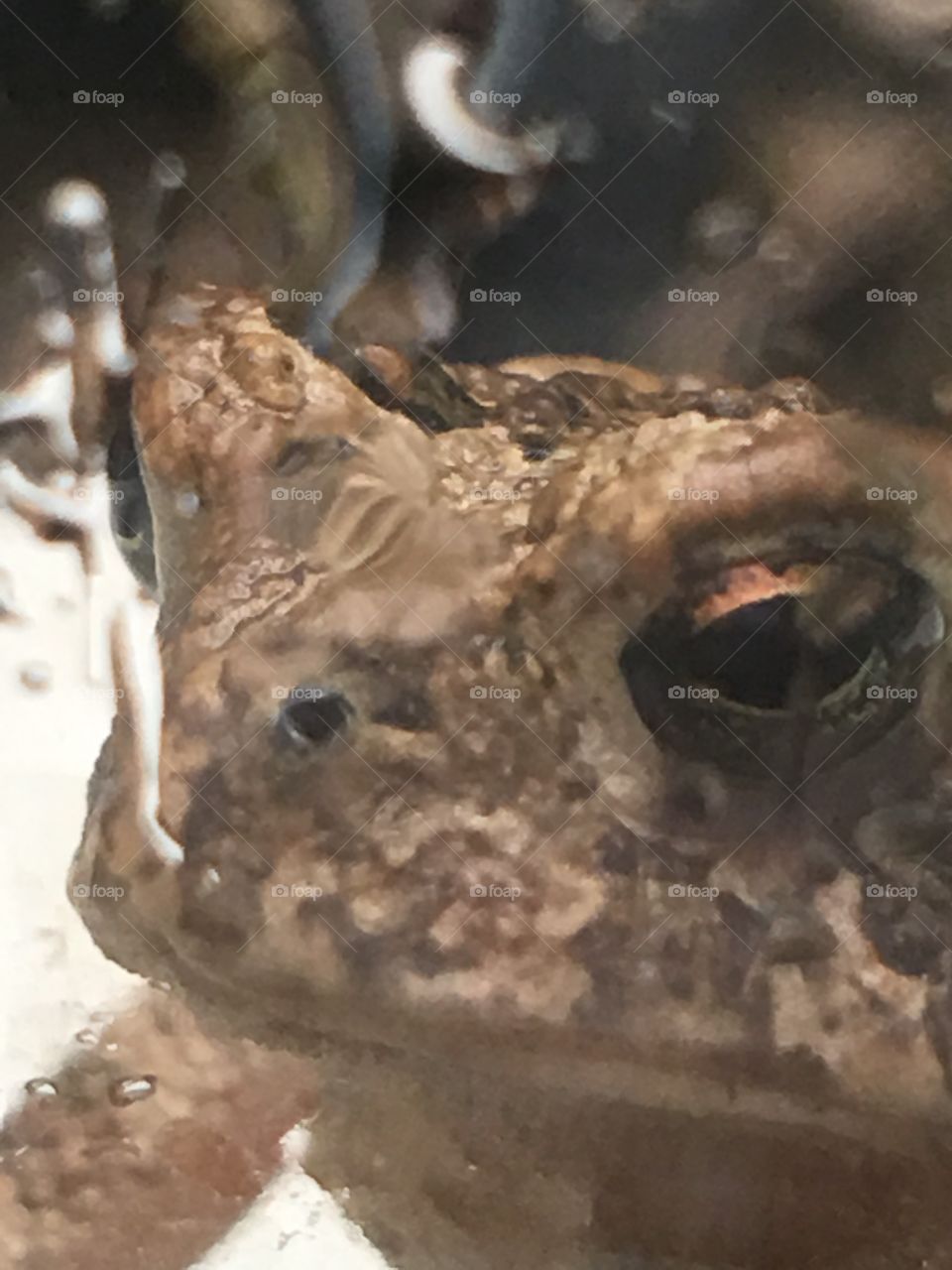 Frog eye