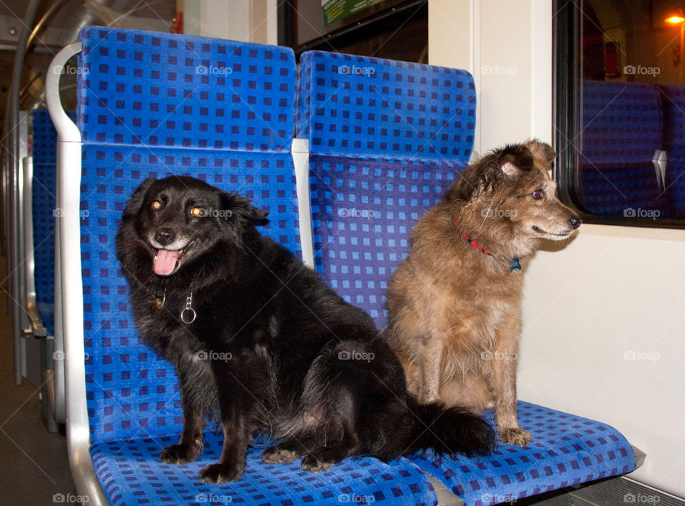 Dogs on the train