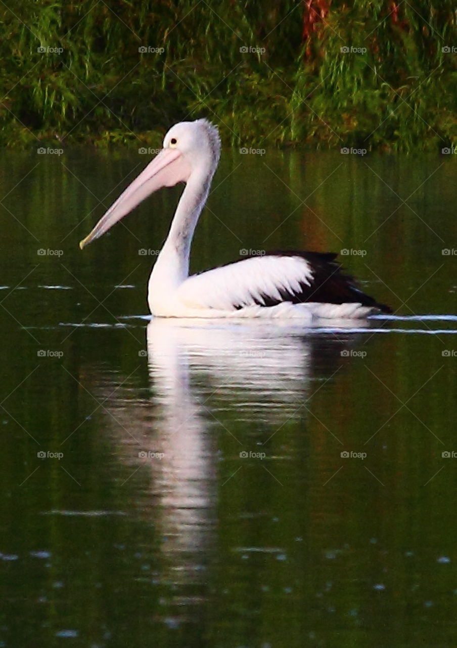 Pelican