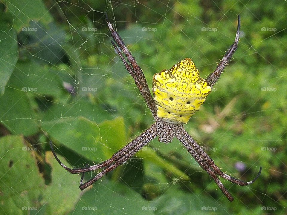 Argiope appensa is a species of spider in the family Araneidae