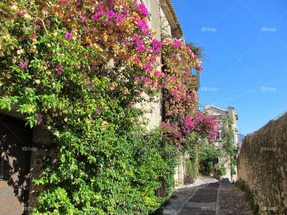 Plants in St. Paul de Vence