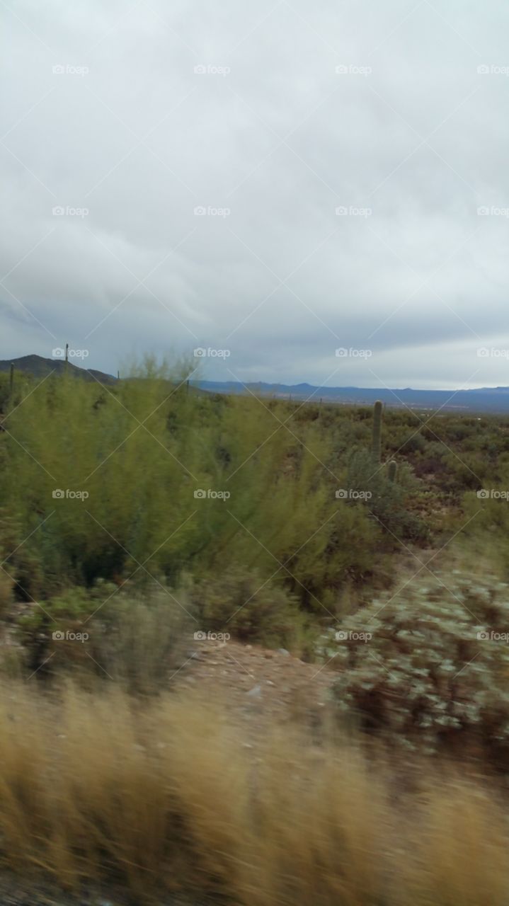 saguaro national park