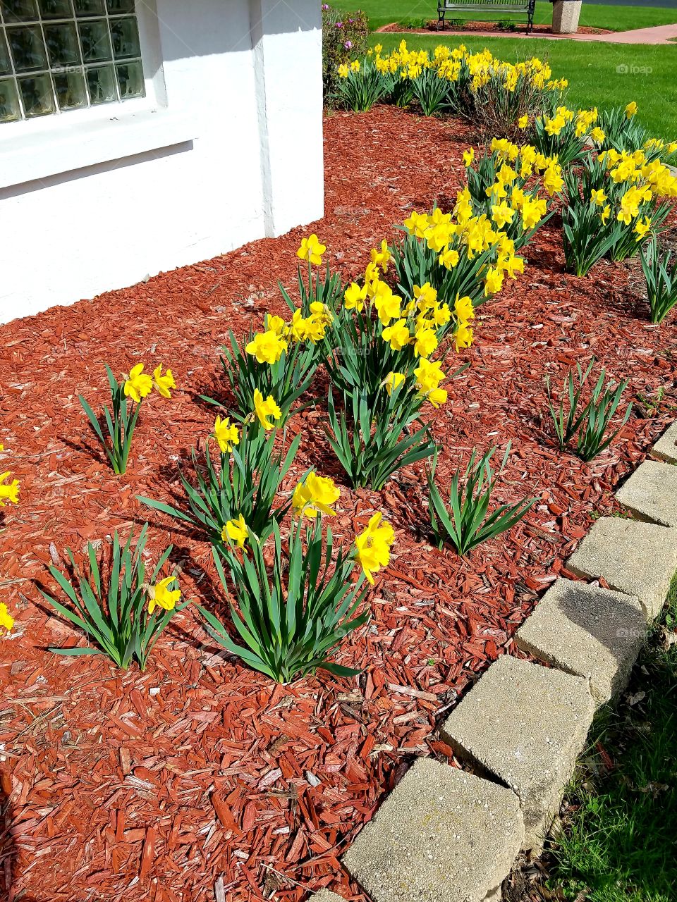 Daffodils