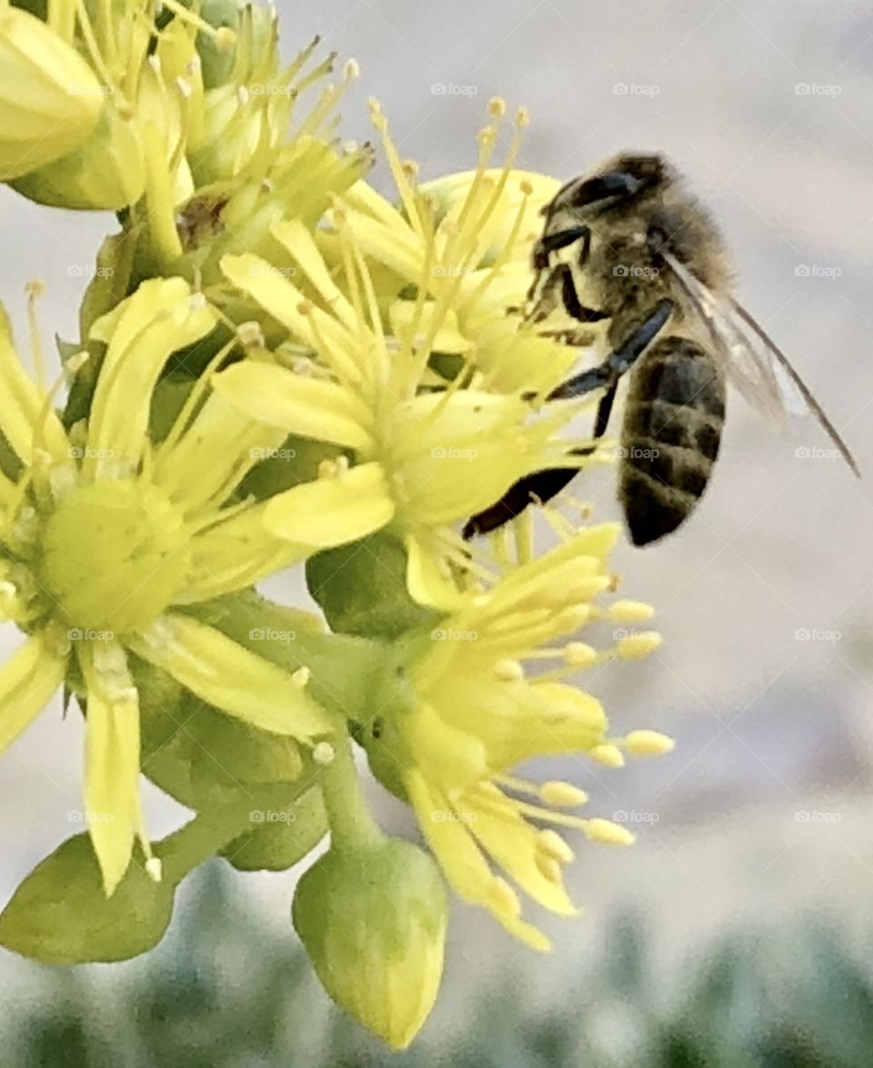 Flower by bee
