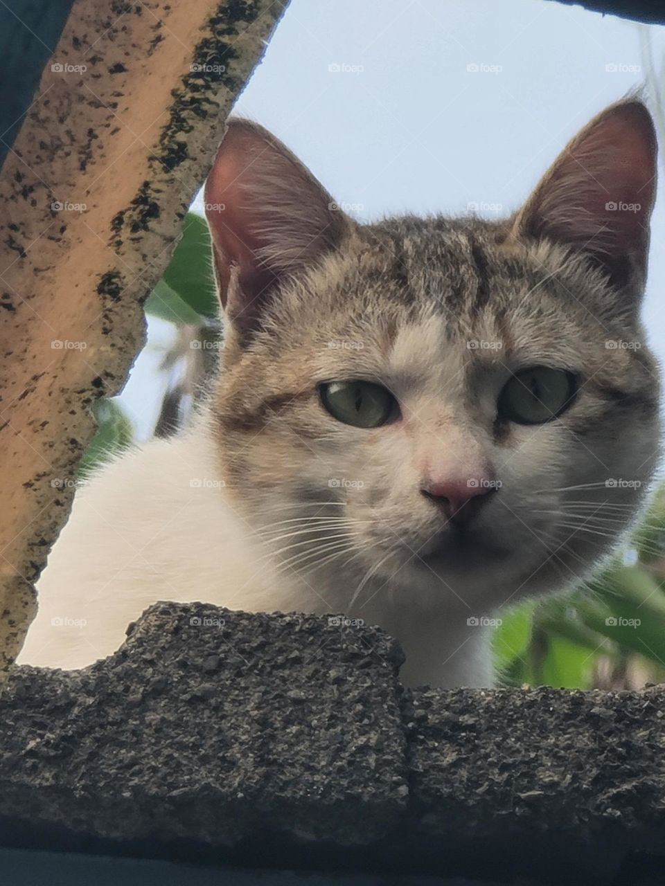 cat standing on the roof poking out