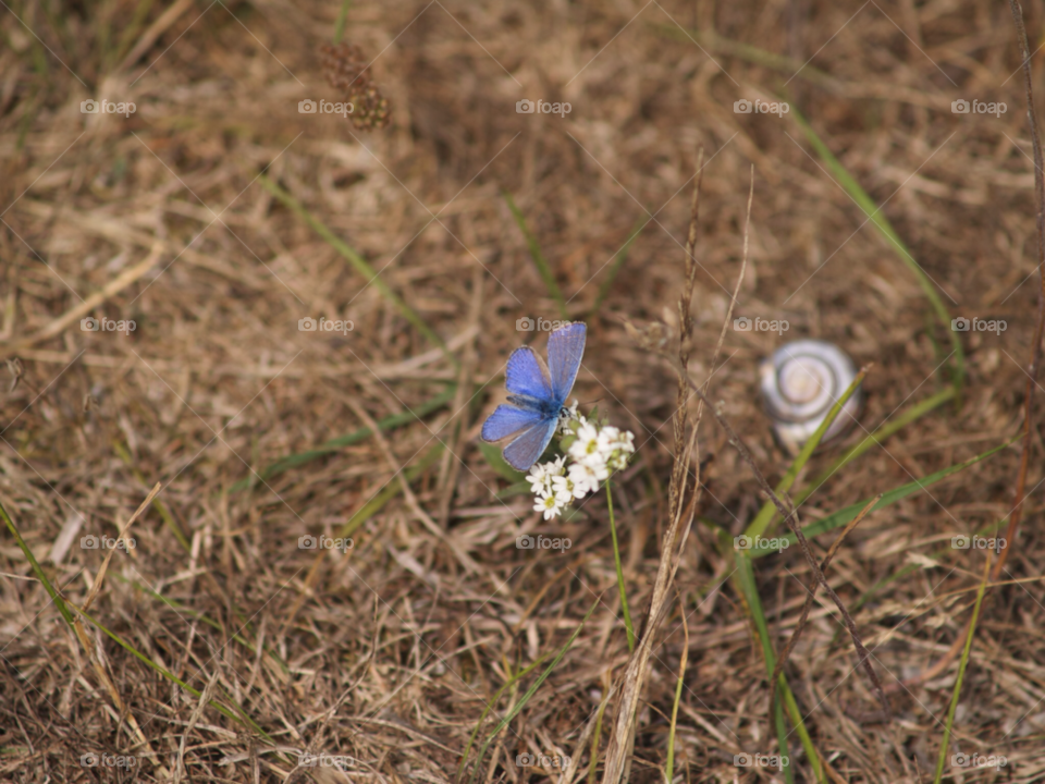 sommar fjäril nature blue by kalubro