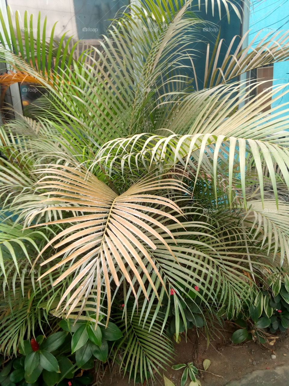 Palm flower