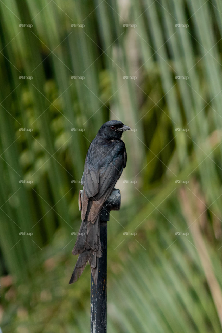 The black drongo is a small Asian passerine bird of the drongo family Dicruridae. It is a common resident breeder in much of tropical southern Asia from southwest Iran through India and Sri Lanka east to southern China and Indonesia.