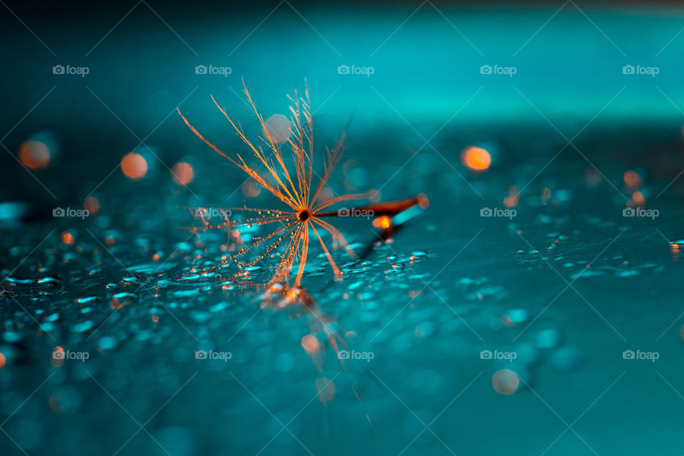 Backlit photo of dandelion seed with water drops and blue surface. Silhouette of dandelion seed