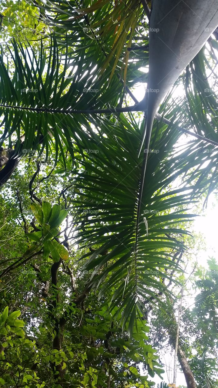 below the palm tree