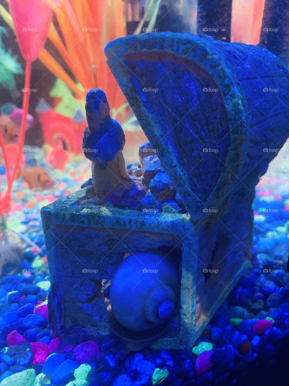 Snail in an aquarium 