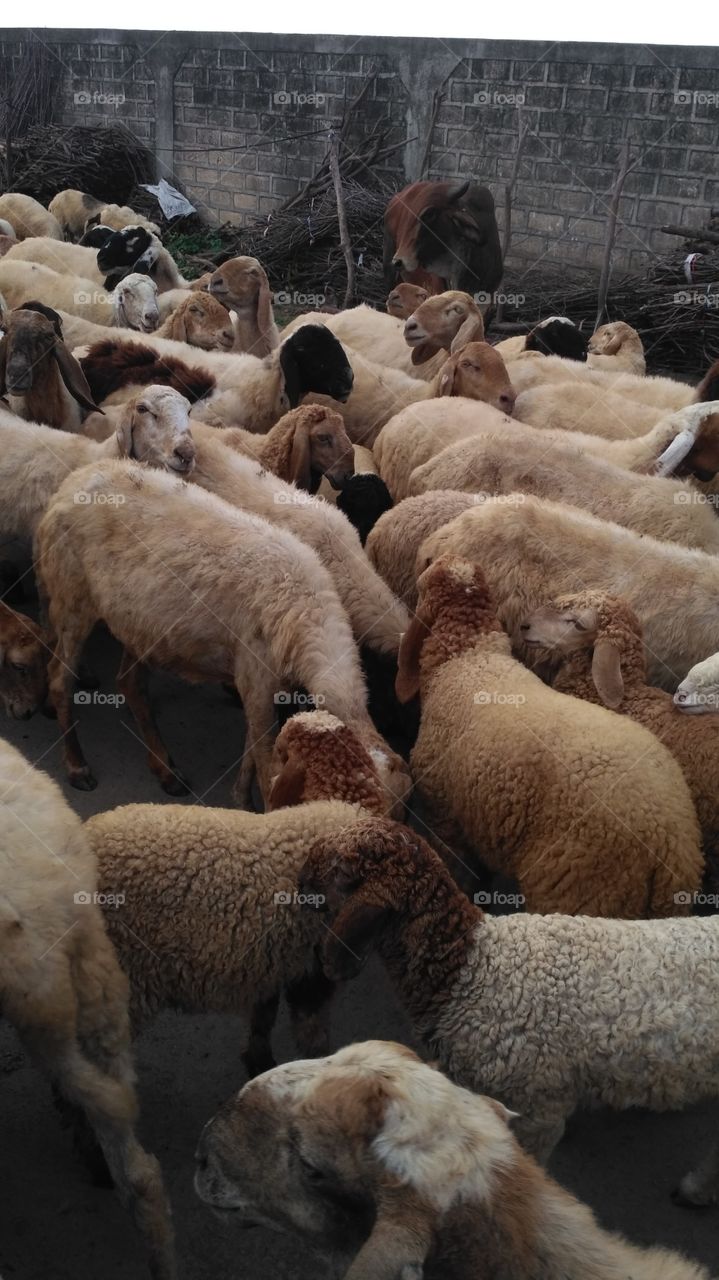 beautyfull ships in my village