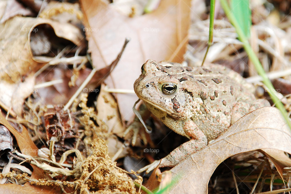 Brown Toad