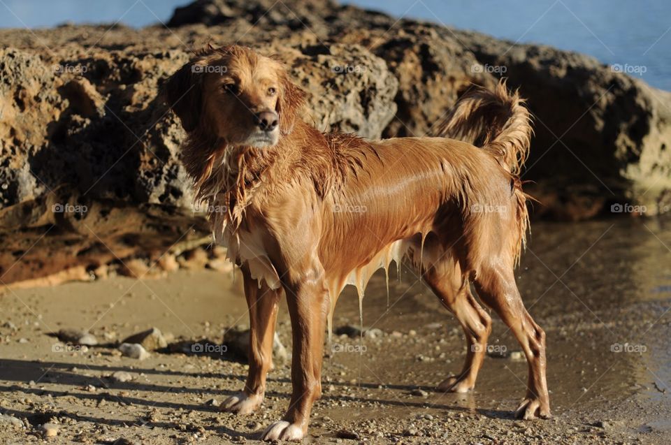 cute golden retriever