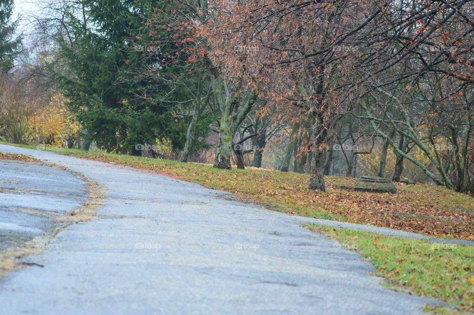 autumn alley