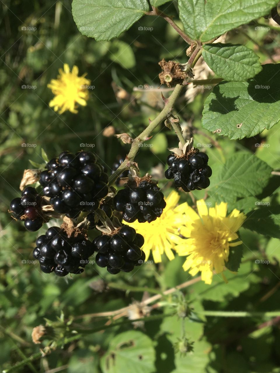 Blackberries 